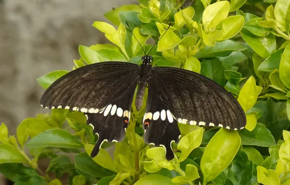 Leaves, microsemi, butterfly, wings, insect, beautiful, closeup