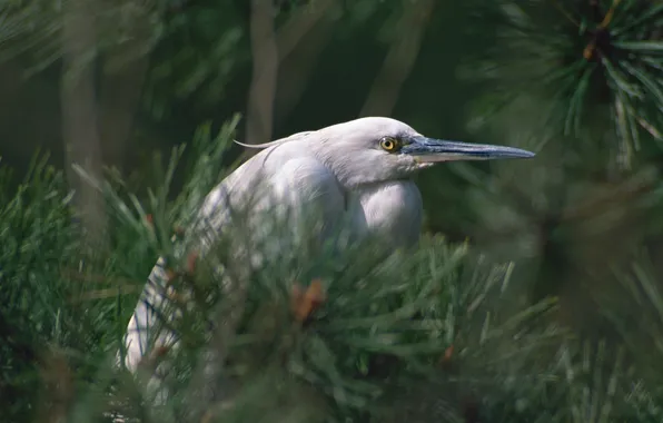 Greens, look, thickets, bird, beak, Heron