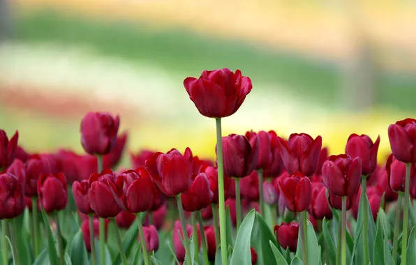Flowers, background, tulips, razmytost