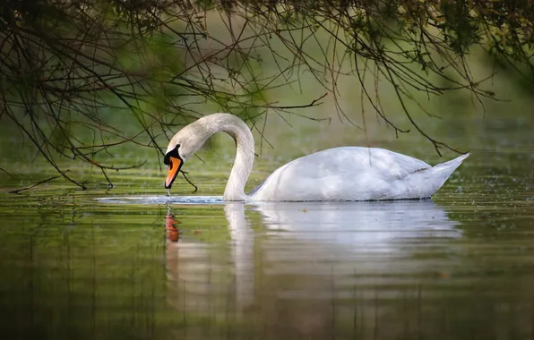 Picture white, water, reflection, Swan