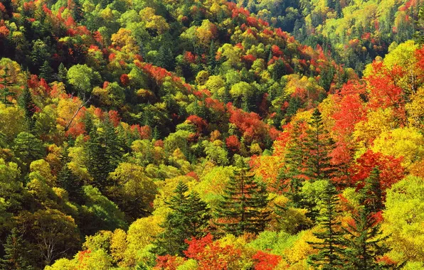 Autumn, forest, trees, hills, foliage, bright colors