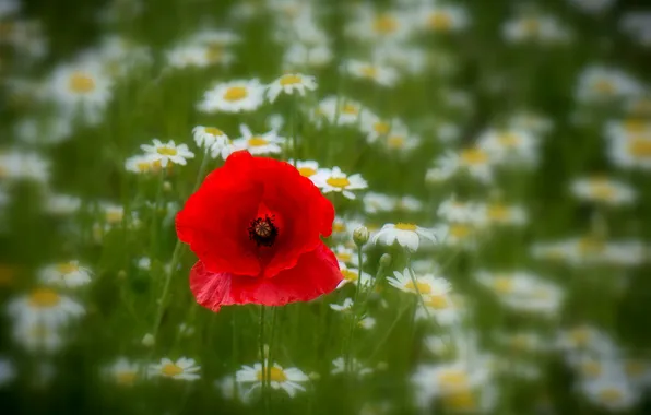 Picture field, Mac, chamomile, meadow