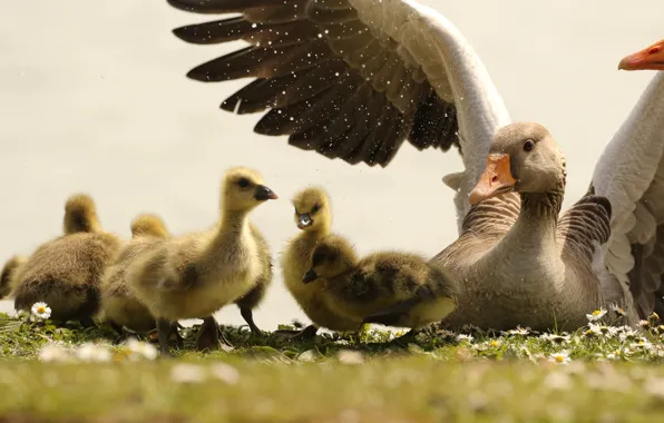 Flowers, nature, kids, care, mom, geese, custody