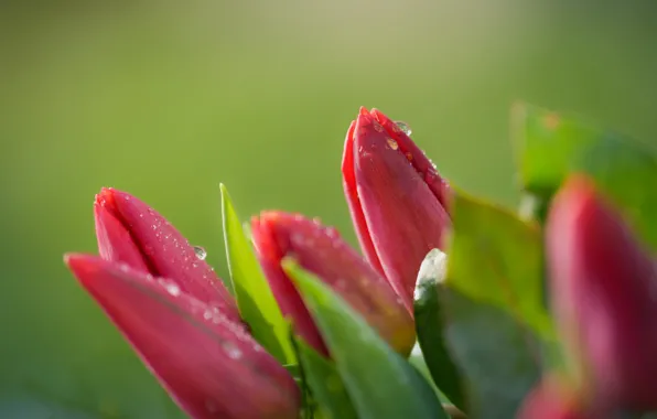 Picture leaves, drops, macro, flowers, bouquet, spring, tulips, pink