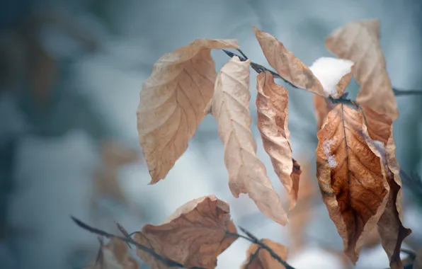 Cold, winter, autumn, leaves, snow, tree, mood, branch