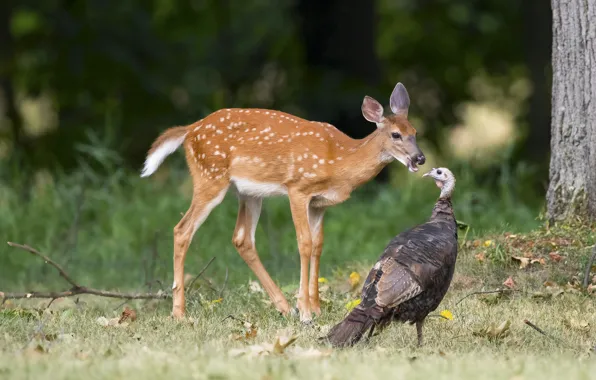 Picture forest, bird, deer, communication, Guinea fowl