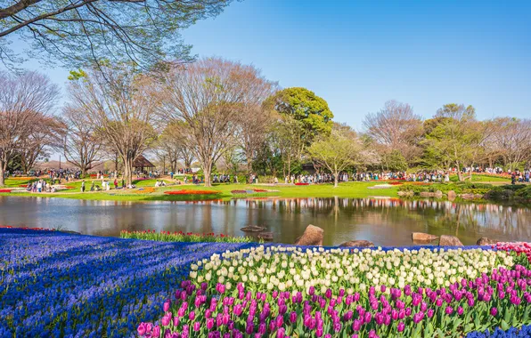 Flowers, Park, spring, garden, Asia, tulips, beds