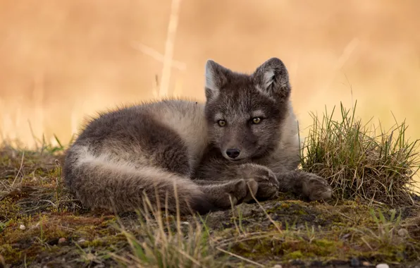 Picture baby, lies, cub, Fox