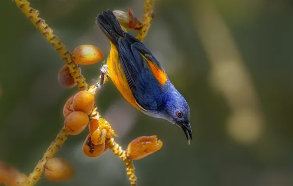 Picture nature, bird, branch, fruit, bokeh