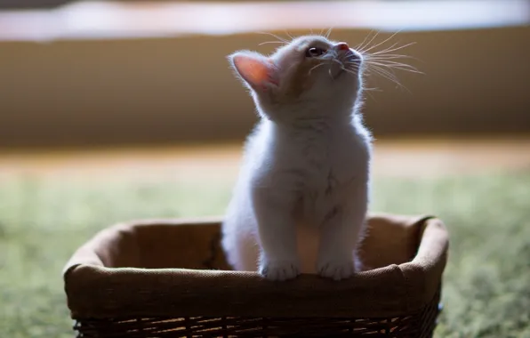 Mustache, basket, looking up, white kitten, fluffy ball