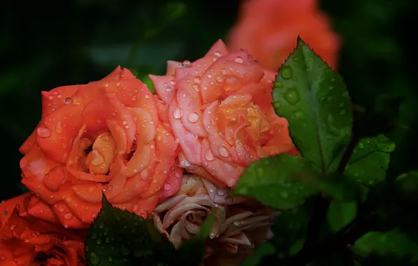 Picture drops, orange, orange, roses, Rose, drops