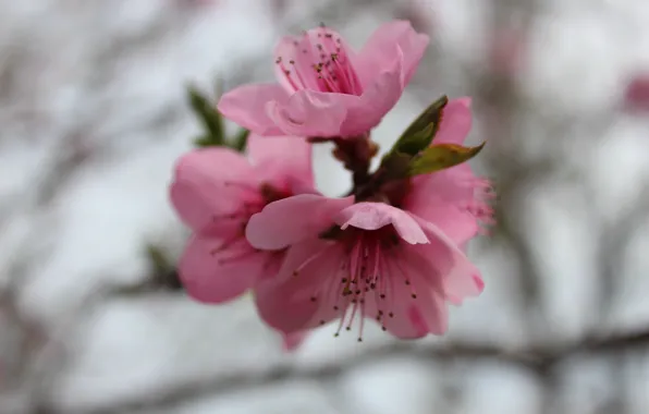 Flowers, overcast, spring, pink, peach