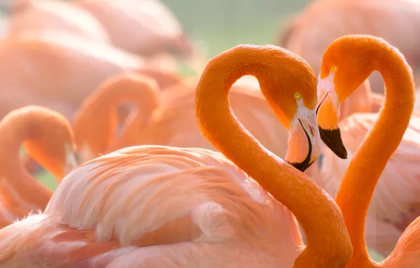 Picture love, birds, background, heart, portrait, pair, lovers, Flamingo