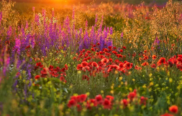 Picture field, summer, flowers, red, glade, Maki, meadow, lilac