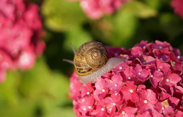Summer, leaves, macro, light, flowers, snail, blur, shell