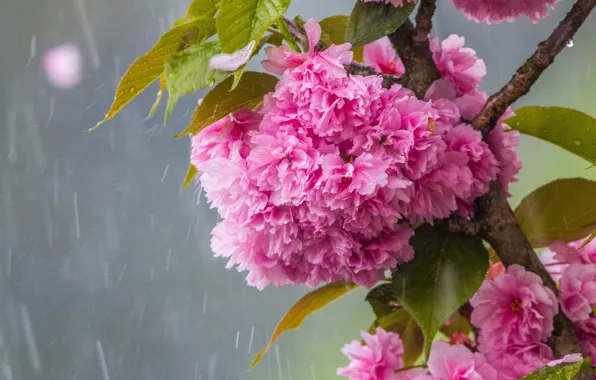 Rain, Sakura, flowering in the spring