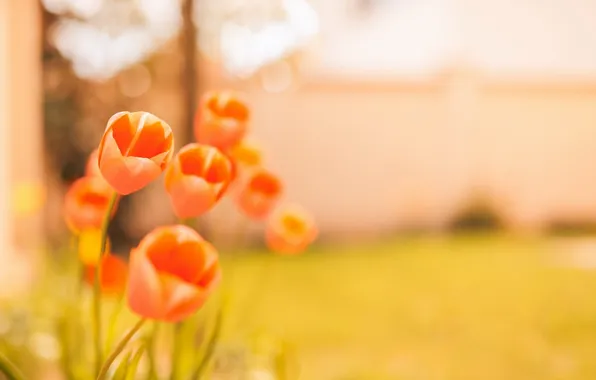Flowers, background, tulips