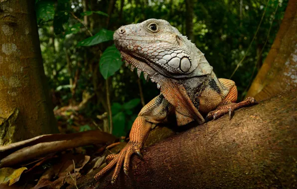 Tree, lizard, iguana