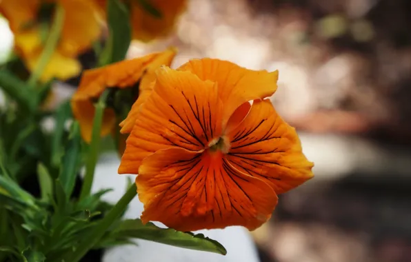 Flower, orange, blooming