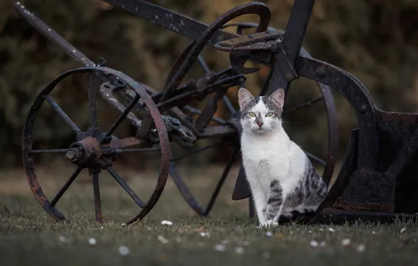 Cat, cat, look, pose, glade, wheel, face, cart