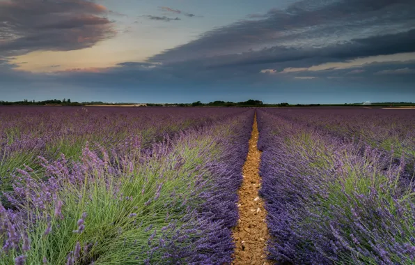 Summer, the sky, clouds, flowers, dal, path, lavender, plantation