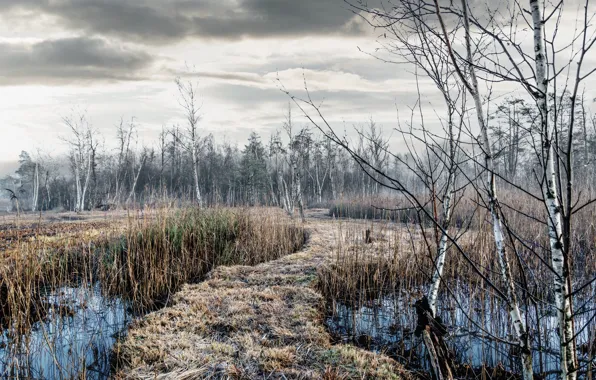 Picture forest, nature, swamp