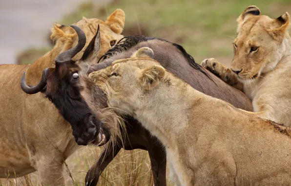 Picture hunting, lions, mining, antelope