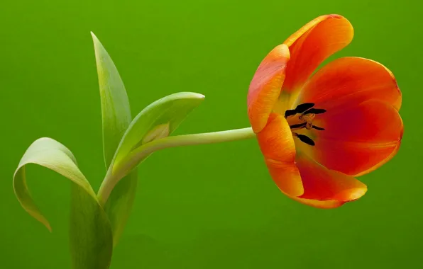 Macro, sheet, Tulip, petals, stem