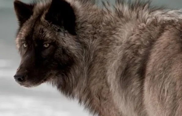 Nature, snow, predator, face, animal, wolf, wildlife, portrait