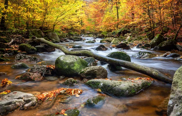 Picture autumn, forest, branches, stream, stones, for, river
