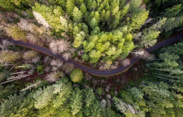 Road, forest, trees, nature