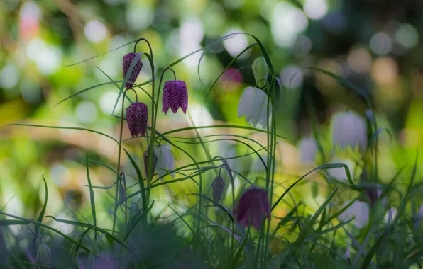 Picture flowers, grouse, nature, spring, Grouse chess