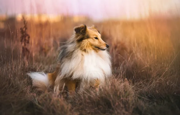 Autumn, nature, each, dog