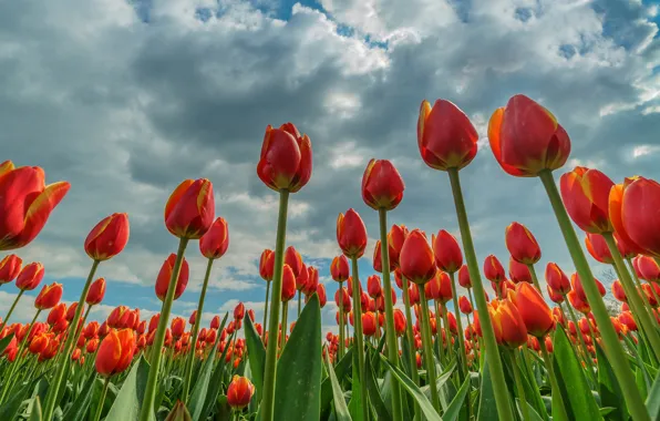Picture field, the sky, clouds, flowers, red, spring, tulips, flowerbed