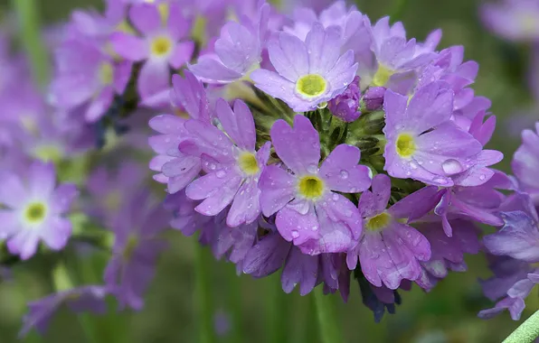 Drops, macro, flowers, spring, petals, garden, green background, lilac