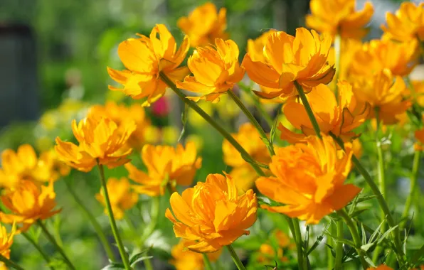 Flowers, nature, beauty, plants, positive, spring, may, cottage
