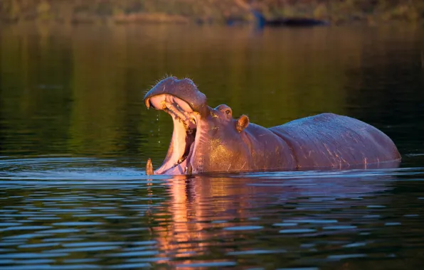 Water, lake, mouth, Hippo