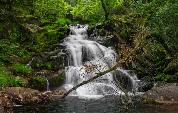 Greens, forest, branches, stones, shore, waterfall, stream, branch