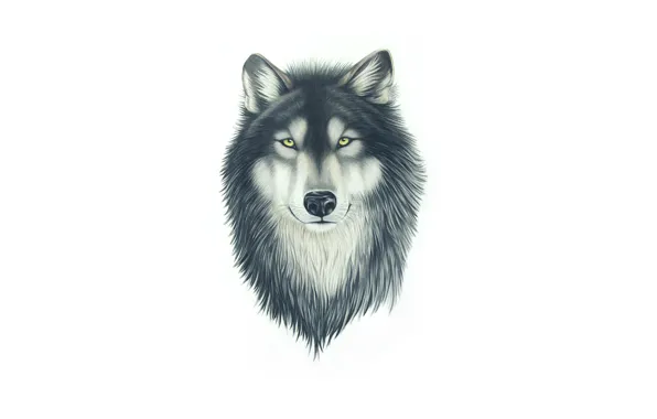 Face, wolf, dog, head, painting, wolf