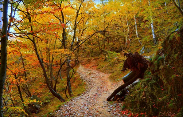 Path, Autumn, Forest, Fall, Autumn, Forest