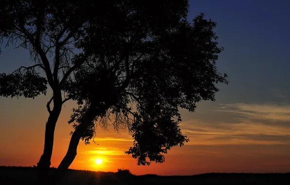 Picture sunset, tree, cantus