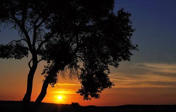 Sunset, tree, cantus