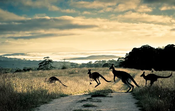 Picture road, hills, australia, Kangaroo