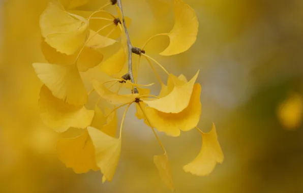 Picture autumn, leaves, branch, yellow, carved