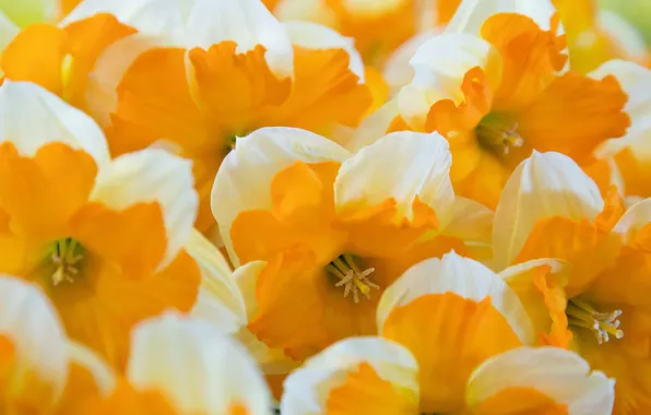 Macro, flowers, Oranje boven