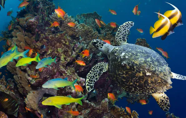 Sea, fish, the ocean, turtle, corals, underwater world, colorful, under water