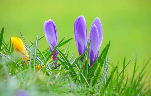 Picture grass, nature, spring, Krokus