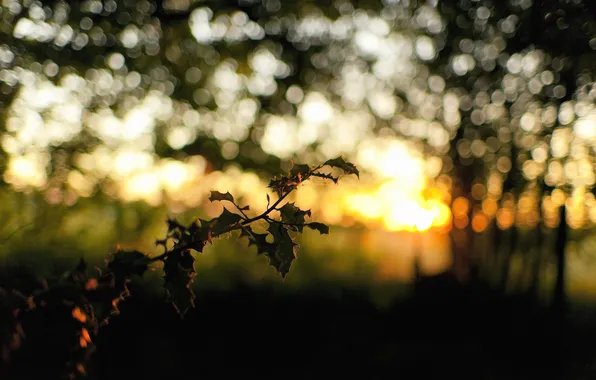 The sun, nature, glare, branch