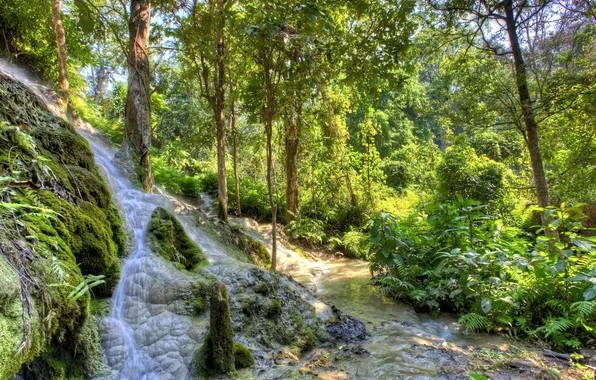 Picture greens, forest, trees, stream, moss, the bushes, Austria, Stone Creek gorge