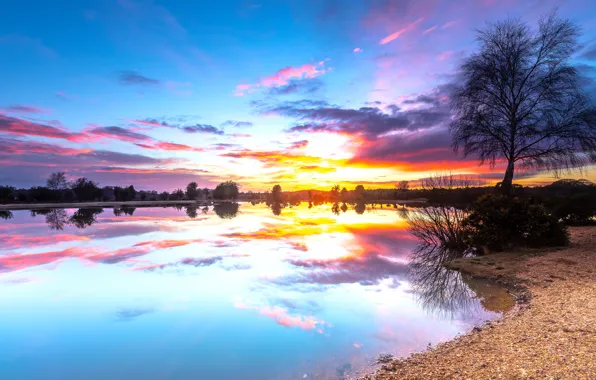 Clouds, light, sunset, tree, dawn, shore, the bushes, pond